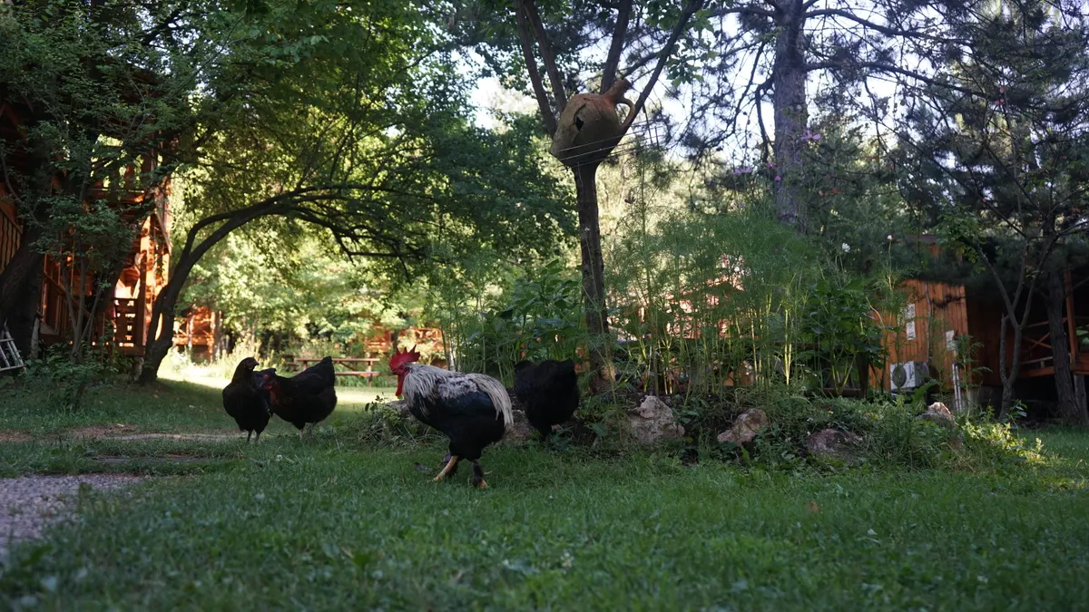 Bolu Mengen doğa manzarası — Nesilce Tatil Köyü